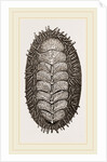Spiniferous Chiton by Anonymous