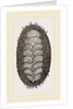 Spiniferous Chiton by Anonymous