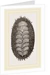 Spiniferous Chiton by Anonymous