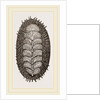 Spiniferous Chiton by Anonymous