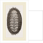 Spiniferous Chiton by Anonymous