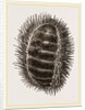 Spinose Chiton by Anonymous