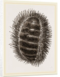 Spinose Chiton by Anonymous