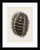 Spinose Chiton by Anonymous