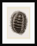 Spinose Chiton by Anonymous