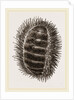 Spinose Chiton by Anonymous