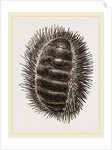 Spinose Chiton by Anonymous