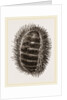 Spinose Chiton by Anonymous