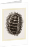 Spinose Chiton by Anonymous