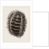 Spinose Chiton by Anonymous