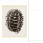 Spinose Chiton by Anonymous