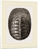 De Blainville's Chiton by Anonymous