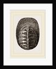 De Blainville's Chiton by Anonymous