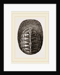 De Blainville's Chiton by Anonymous