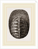 De Blainville's Chiton by Anonymous