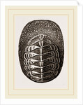 De Blainville's Chiton by Anonymous