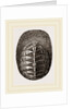 De Blainville's Chiton by Anonymous