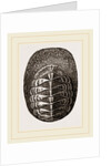 De Blainville's Chiton by Anonymous