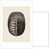De Blainville's Chiton by Anonymous