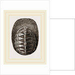 De Blainville's Chiton by Anonymous