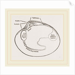 Cytheraea by Anonymous