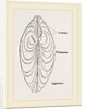 Cytheraea by Anonymous