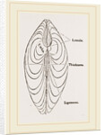 Cytheraea by Anonymous
