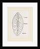 Cytheraea by Anonymous