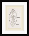 Cytheraea by Anonymous