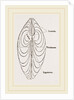 Cytheraea by Anonymous