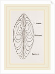 Cytheraea by Anonymous