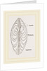 Cytheraea by Anonymous