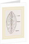 Cytheraea by Anonymous