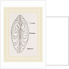 Cytheraea by Anonymous