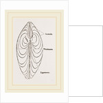 Cytheraea by Anonymous