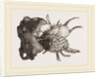 Prickly Oyster by Anonymous
