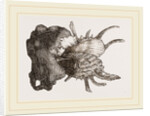 Prickly Oyster by Anonymous