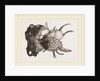 Prickly Oyster by Anonymous