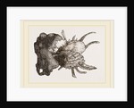 Prickly Oyster by Anonymous