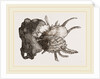 Prickly Oyster by Anonymous