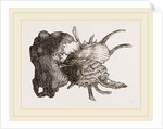 Prickly Oyster by Anonymous