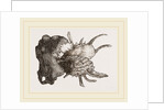 Prickly Oyster by Anonymous