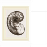 Incurved Gryphaea by Anonymous