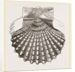 St. James Cockle by Anonymous