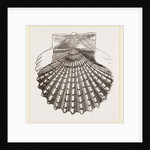 St. James Cockle by Anonymous