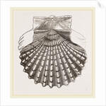 St. James Cockle by Anonymous