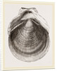Flounder Scallop by Anonymous