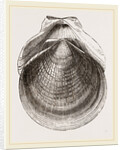 Flounder Scallop by Anonymous