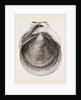 Flounder Scallop by Anonymous