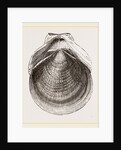 Flounder Scallop by Anonymous